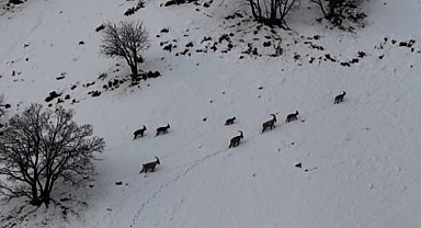 Tunceli'de vadilere inen yaban keçileri görüntülendi