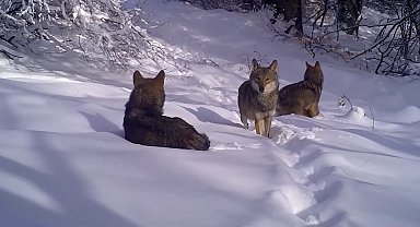 Uludağ'daki kurtlar fotokapana böyle takıldı