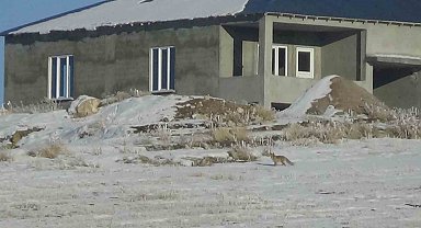 Van'da aç kalan tilkiler yerleşim yerlerine yakın yerlerde kar yiyecek aradı
