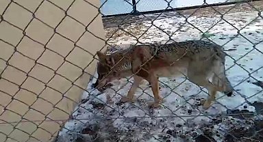 Van'da tedavisi tamamlanan kurt doğaya bırakıldı
