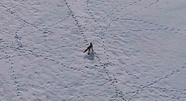 Van'da tilkilerin karla kaplı arazide fare avı kamerada