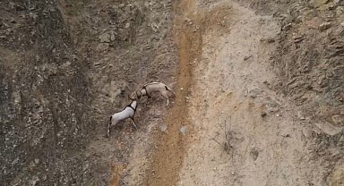 Yaban keçilerinin sarp kayalıklardaki kavgası dronla görüntülendi