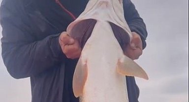 Yakaladığı dev Fırat turnasını görünce hayrete düştü: ''Ejderha, bu adam yer''