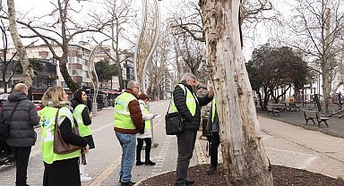 Yalova'da tarihi anıt ağaçlar uzmanlar tarafından incelendi