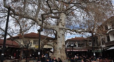 Yalvaç'ın 825 yıllık çınar ağacı tarihe köklü bir tanıklık yapıyor