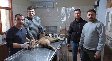 Yaralı bulunan dağ keçisi tedaviye alındı