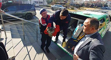 Yaralı bulunan puhu emin ellere teslim edildi