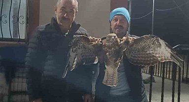 Yaralı halde bulunan kızıl şahin koruma altına alındı