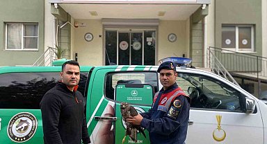 Yaralı halde bulunan Kızıl Şahin, tedavisinin ardından doğaya salındı