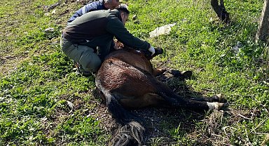 Yaralı halde bulunan yılkı atı tedavi edildi