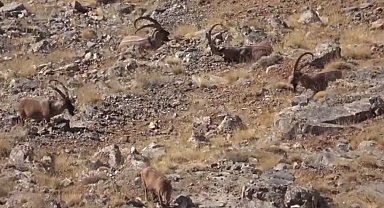 Yasadışı avcılık cezasız kalmadı!