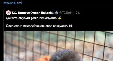 Yavru gorile isim aranıyor