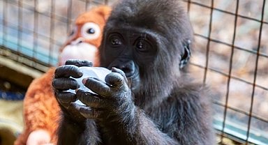 Yavru gorilin adı 'Zeytin' oldu