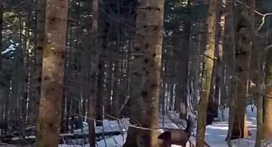 Yırtıcı hayvan saldırısı sonucu yaralandı
