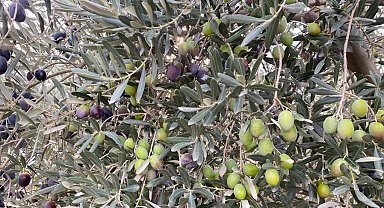 Zeytinin bereketi kadrajdan ödüllendirilecek