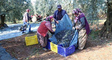 Zeytinyağı ihracatı hızlı gidiyor, ABD'ye ihracat 5 katına ulaştı