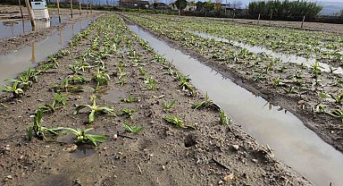 Ziraat Fakültesi'nden "Salep' atağı