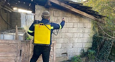 Zonguldak'ta kahverengi kokarcaya karşı mücadele sürüyor