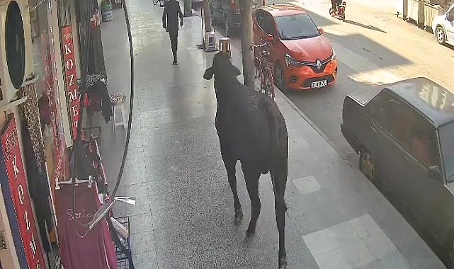 3 saatlik mücadele sonunda yakalanan angusun vatandaşı yaraladığı anlar kamerada
