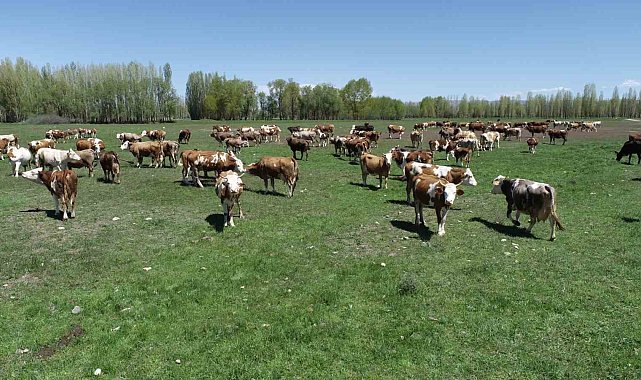 'Kırsalda Bereket Hayvancılığa Destek' projesi başvuruları 28 Şubat tarihine kadar yapılabilecek