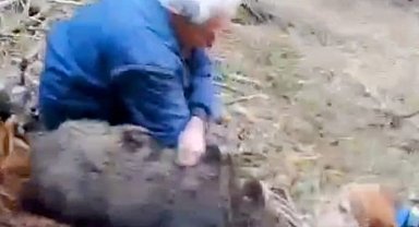 70 yaşındaki usta avcı yaban domuzunu elleriyle yakaladı