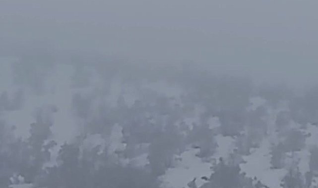Aç kalan domuzlar köye indi