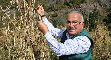 Akkuş şeker fasulyesi, Türkiye sofralarına ulaşıyor