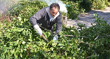 Antalya'dan tüm dünyaya ihraç ediliyor: 300 ton defne yaprağı hasadı yapıldı
