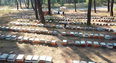 Arıcılar kovan başına 5 kilogram indirimli şeker desteği istiyor