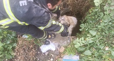 Arsuz'da kuyuya düşen köpeği itfaiye kurtardı