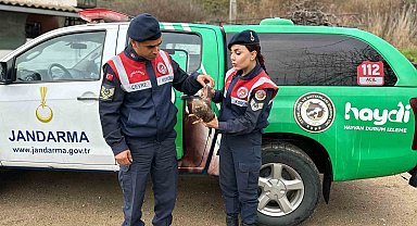 Aydın'da Kızıl Şahin yaralı halde bulundu