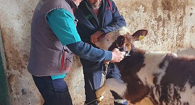 Aydın'da şap hastalığı ile mücadele aralıksız sürüyor