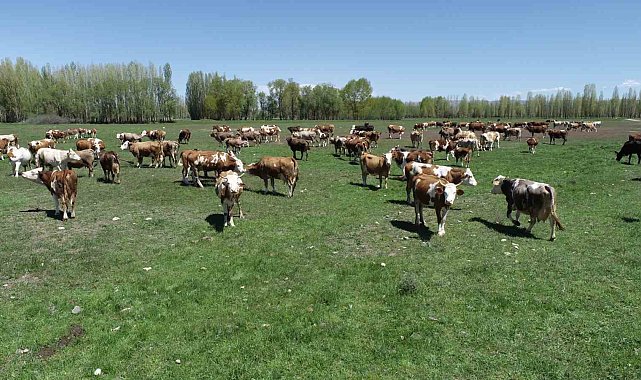 Aydıntepeli üreticiler için açılan 'Süt Sığırı Yetiştiricisi' kursunda başvurular yarın bitiyor