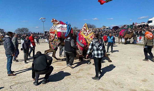 Ayvacık'ta deve güreşleri nefesleri kesti
