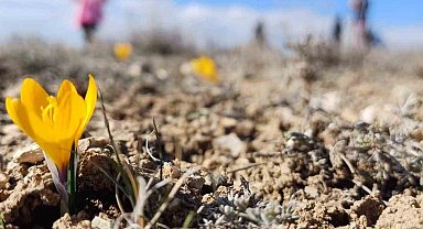 Bahar'ın habercisi kardelenler erken çiçek açtı