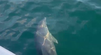 Balıkçı teknesiyle yarışan yunus kameraya yansıdı