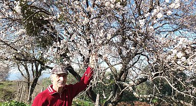 Balıkesir'de bademler kış ortasında çiçek actı