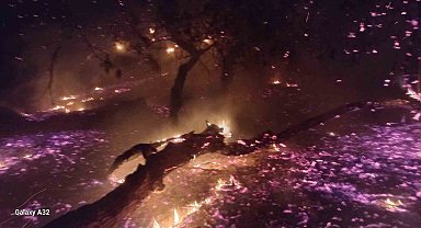 Bandırma'da çamlık alanda yangın: Ekiplerin hızlı müdahalesiyle söndürüldü