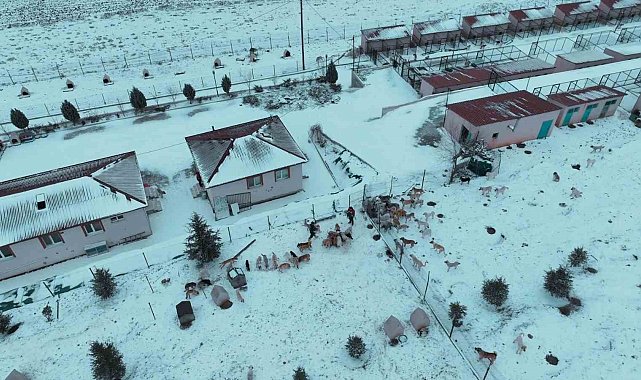 Başkan Ekici: "Sahipsiz köpekler, çevre köyler ve ilçelerden bilinçsizce bırakılıyor''