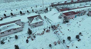 Başkan Ekici: "Sahipsiz köpekler, çevre köyler ve ilçelerden bilinçsizce bırakılıyor''
