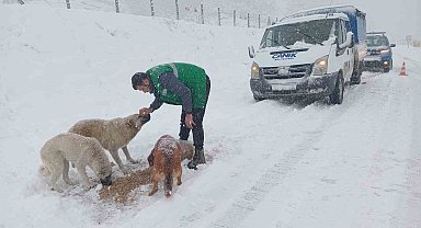 Başkan Sandıkçı: "Karla mücadele ederken, sokak hayvanlarımızı da unutmuyoruz"