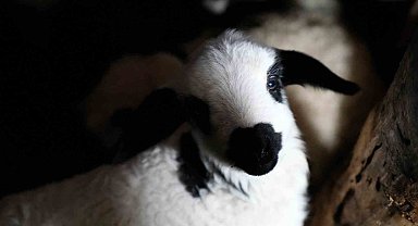 Bayburt'ta yeni doğan kuzularla birlikte besicilerde tatlı telaş yaşanıyor