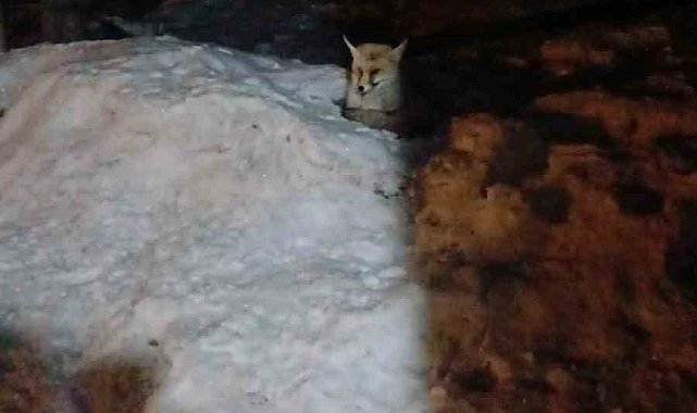 Bayburtlu vatandaşın 'Tilki Can' ismini verdiği tilki ekmek alabilmek için ayakkabıları kaçırıyor