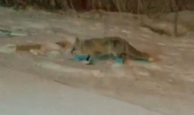 Bilecik'te aç kalan tilkiler yerleşim yerlerine indi