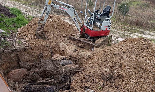 Bir ayda ikinci kez köpekler ağılına saldırdı, bu kez 37 küçükbaş hayvan telef oldu