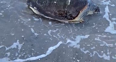 Bodrum'da deniz kaplumbağası kıyıya vurdu