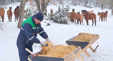 Bolu Belediyesi ekipleri yılkı atlarını unutmadı