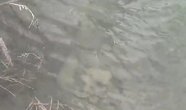 Boynuna taş bağlanıp suya atılan iki köpek yavrusu telef oldu