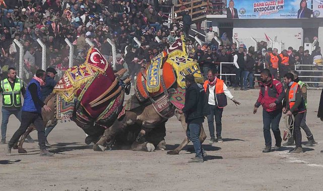 Bozdoğan'daki deve güreşi festivali, renkli görüntülere sahne oldu