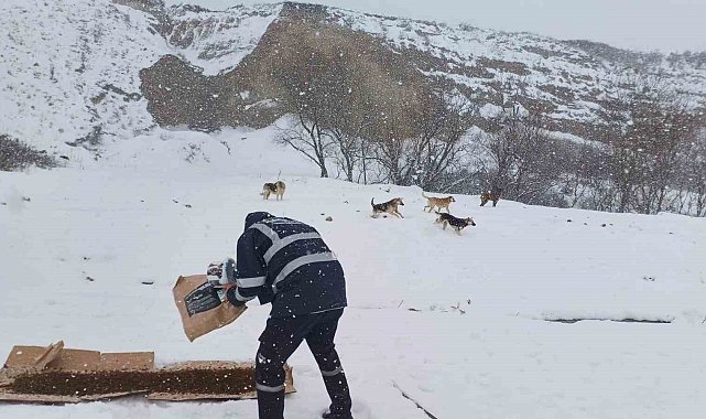 Büyükçekmece Belediyesi kar yağışı altında sokak hayvanlarını unutmadı